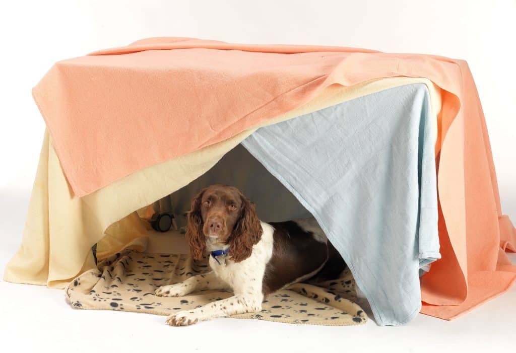 A fireworks den can help your pet to feel safe and secure 1024x701 1