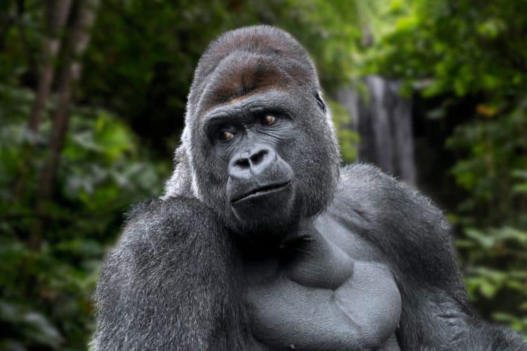 Manchester-based PPC agency goes beyond the digital jungle by adopting 50 Gorillas